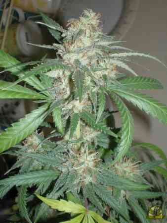 Amazing Haze graines > Homegrown Fantaseeds | Graines Féminisées  |  Sativa